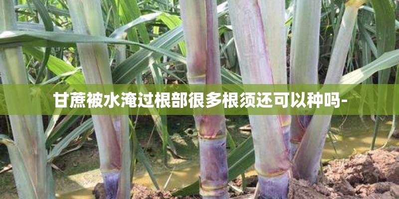 甘蔗被水淹过根部很多根须还可以种吗-