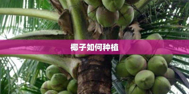 椰子如何种植