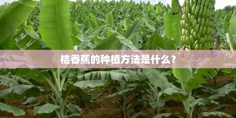 桔香蕉的种植方法是什么？