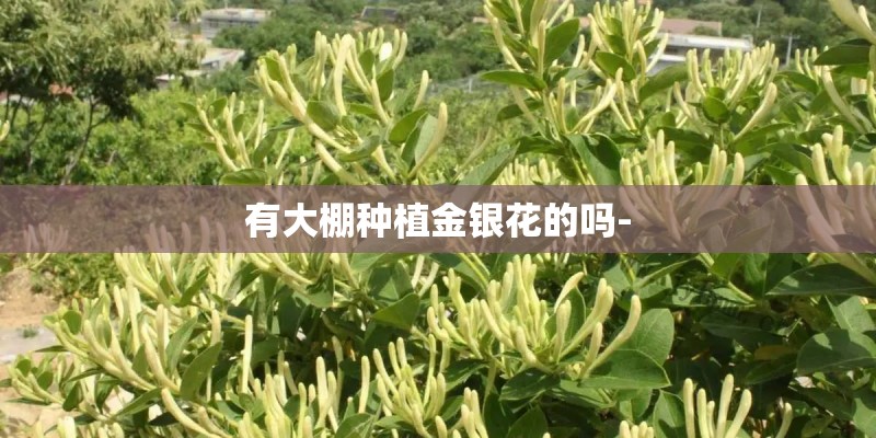 有大棚种植金银花的吗-