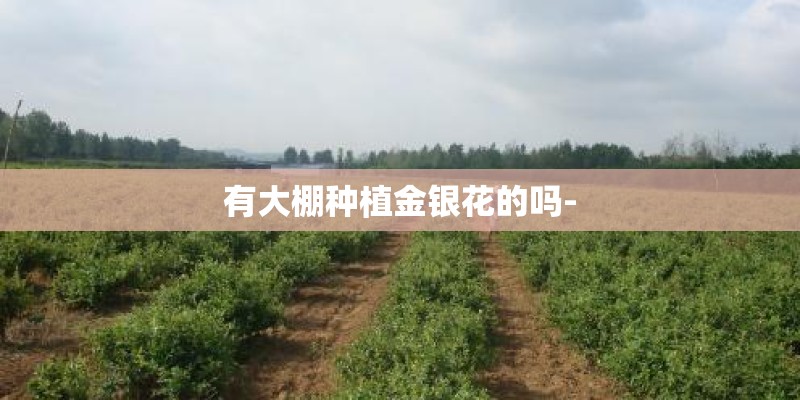 有大棚种植金银花的吗-