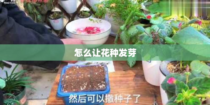怎么让花种发芽