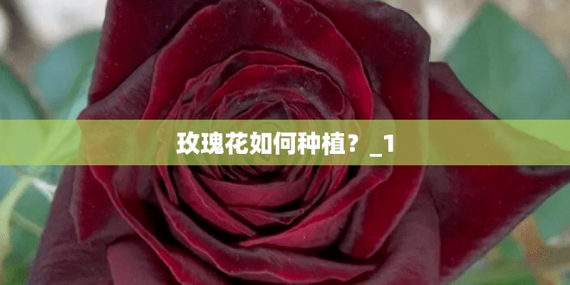 玫瑰花如何种植？_1