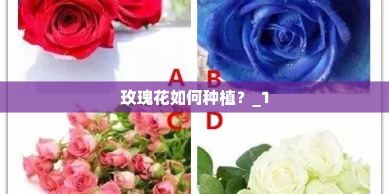 玫瑰花如何种植？_1