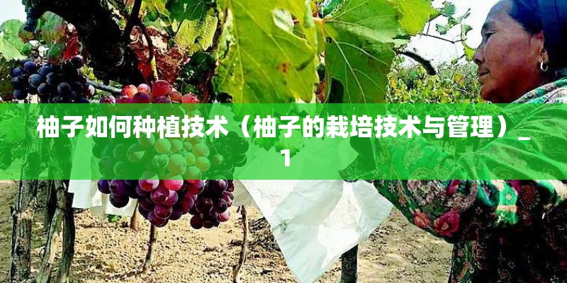 柚子如何种植技术（柚子的栽培技术与管理）_1