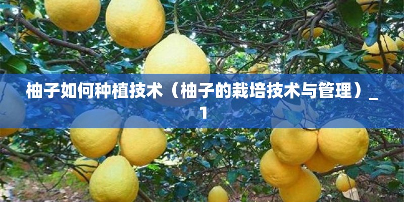 柚子如何种植技术（柚子的栽培技术与管理）_1