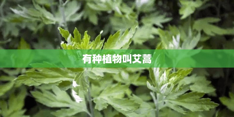 有种植物叫艾蒿