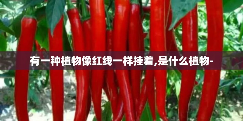 有一种植物像红线一样挂着,是什么植物-