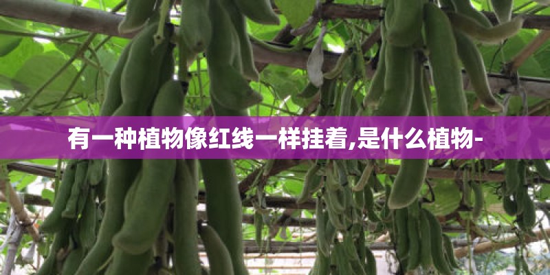有一种植物像红线一样挂着,是什么植物-