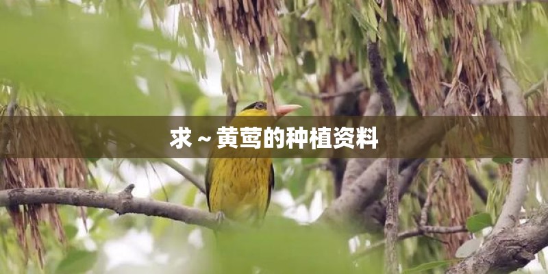 求～黄莺的种植资料