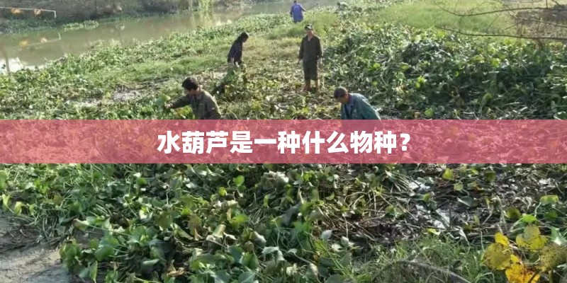水葫芦是一种什么物种？