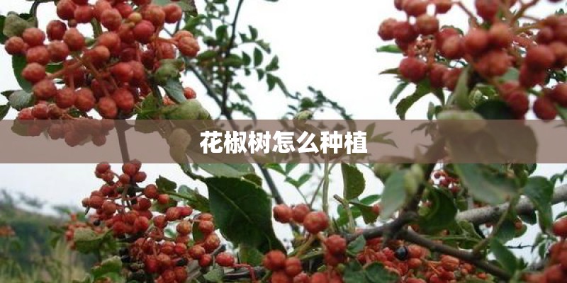 花椒树怎么种植
