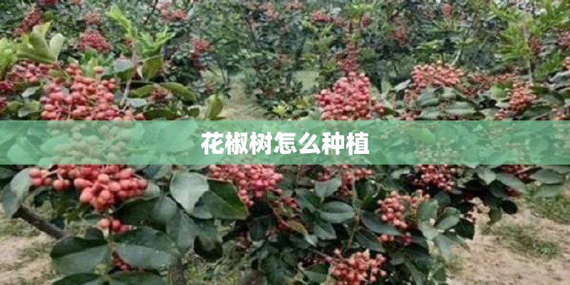 花椒树怎么种植