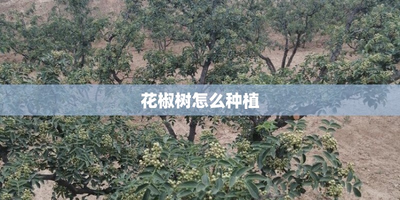花椒树怎么种植