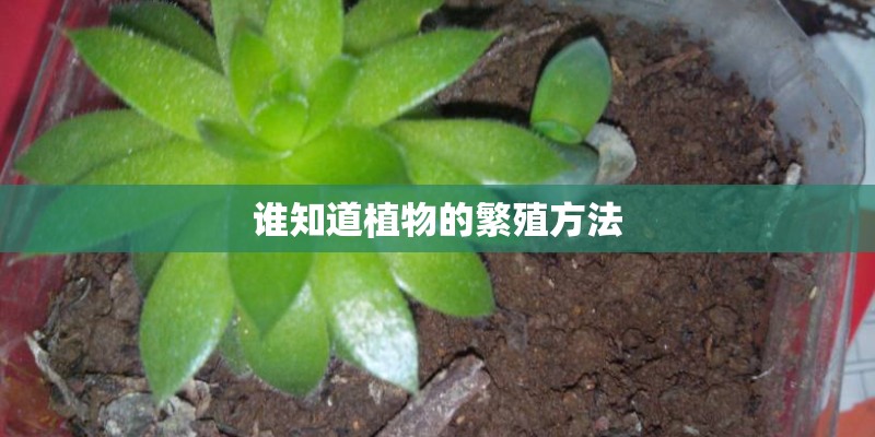 谁知道植物的繁殖方法