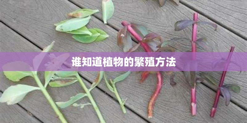 谁知道植物的繁殖方法
