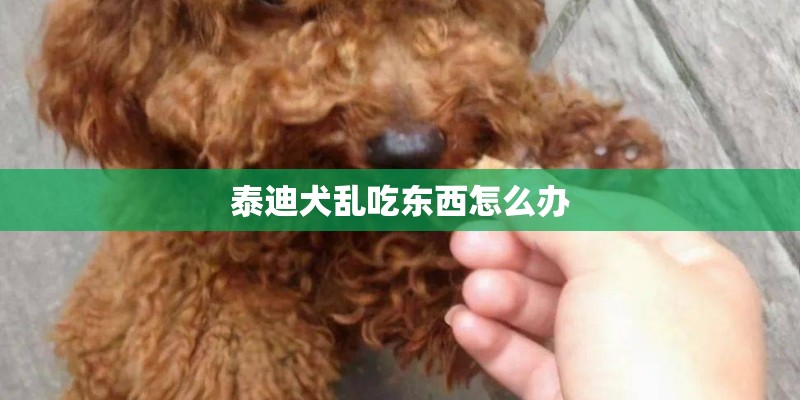泰迪犬乱吃东西怎么办