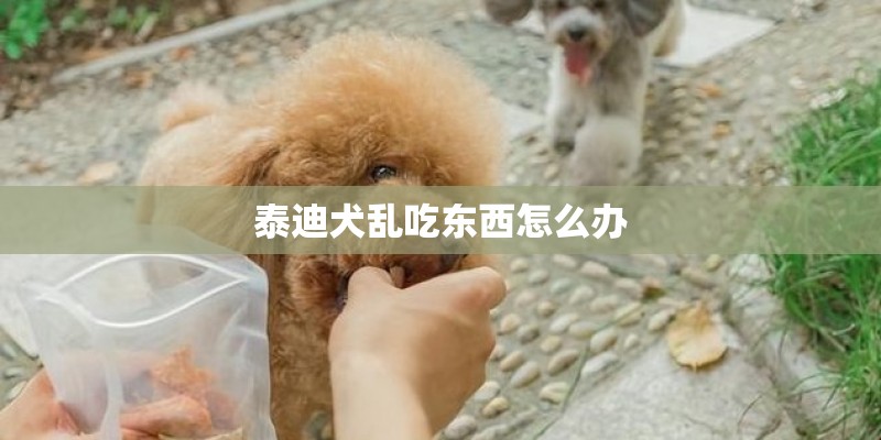 泰迪犬乱吃东西怎么办