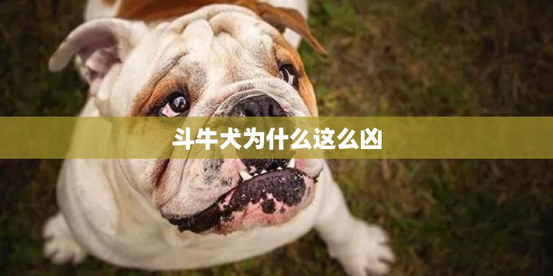 斗牛犬为什么这么凶