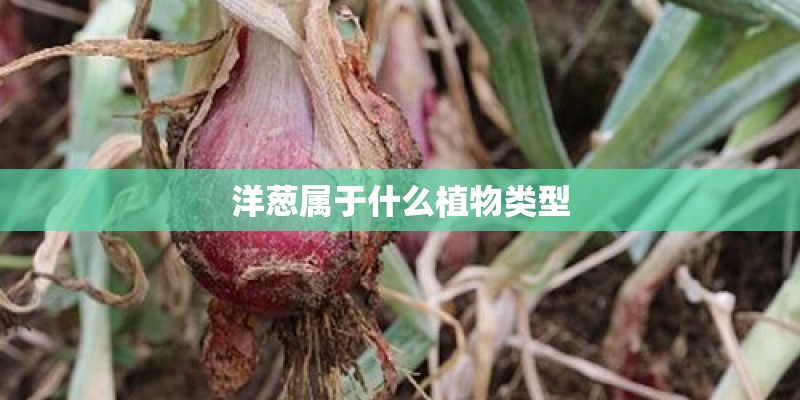 洋葱属于什么植物类型