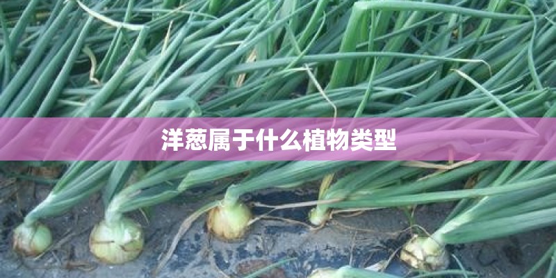 洋葱属于什么植物类型