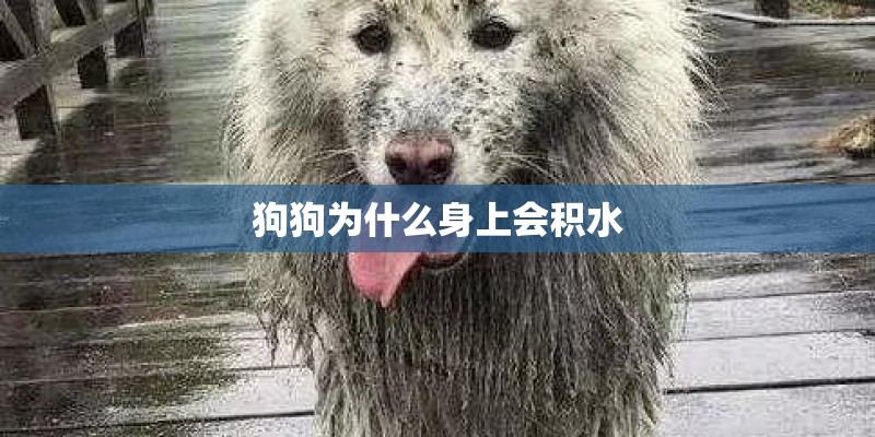 狗狗为什么身上会积水