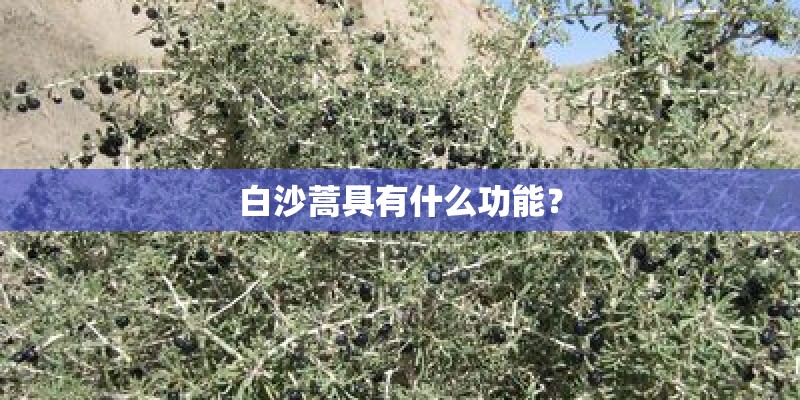 白沙蒿具有什么功能？