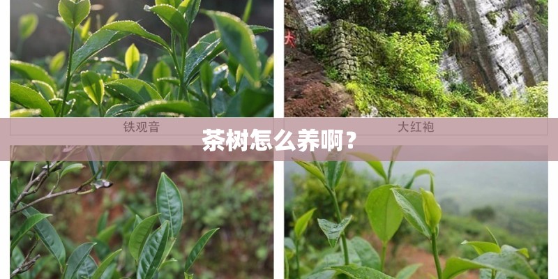 茶树怎么养啊？