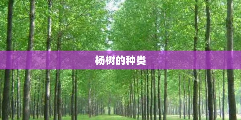 百合花怎么栽培？