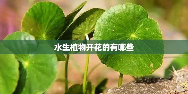水生植物开花的有哪些