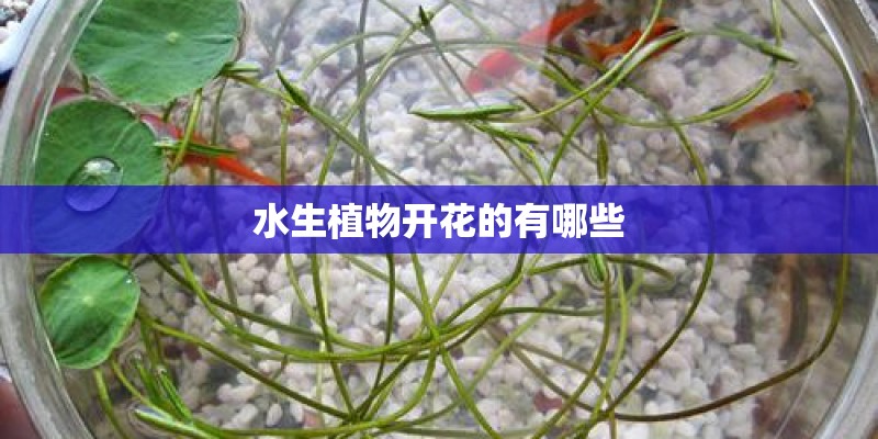 水生植物开花的有哪些