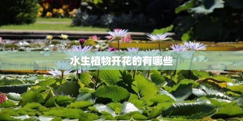 水生植物开花的有哪些