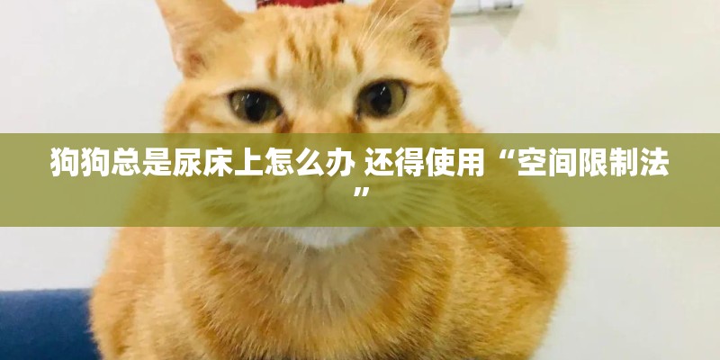 狗狗总是尿床上怎么办 还得使用“空间限制法”