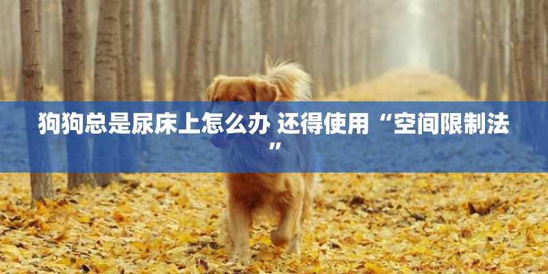 狗狗总是尿床上怎么办 还得使用“空间限制法”