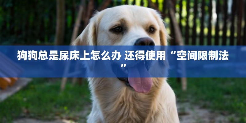 狗狗总是尿床上怎么办 还得使用“空间限制法”