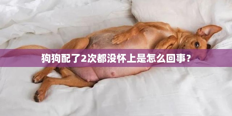 狗狗配了2次都没怀上是怎么回事？