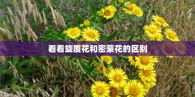 看看旋覆花和密蒙花的区别