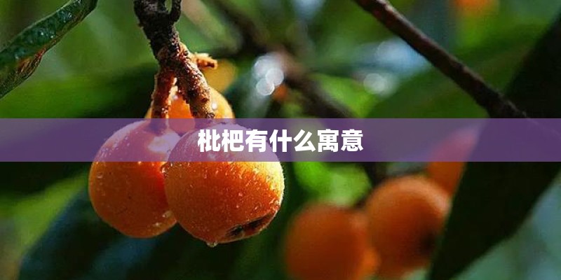 枇杷有什么寓意