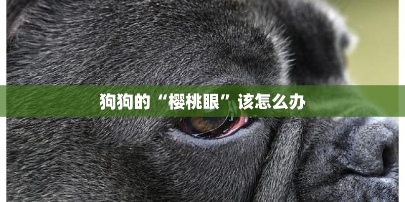 狗狗的“樱桃眼”该怎么办