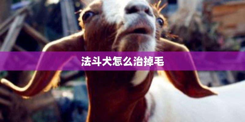 法斗犬怎么治掉毛