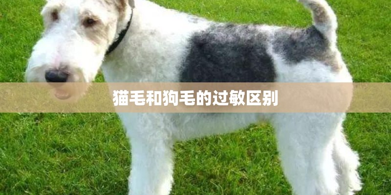 猫毛和狗毛的过敏区别