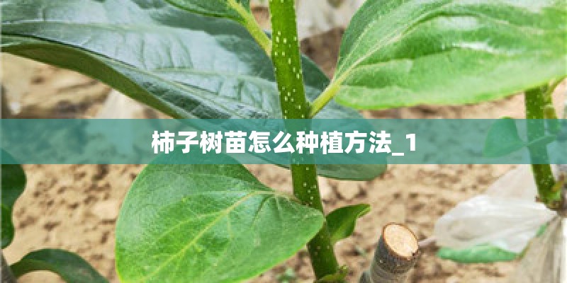 柿子树苗怎么种植方法_1