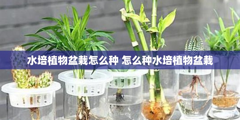 水培植物盆栽怎么种 怎么种水培植物盆栽