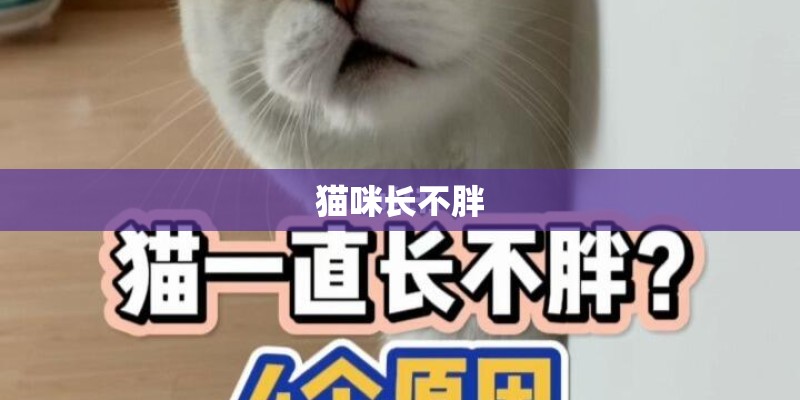 猫咪长不胖