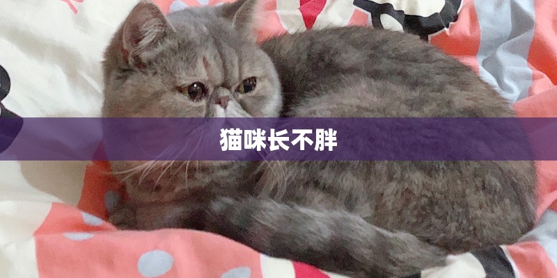 猫咪长不胖