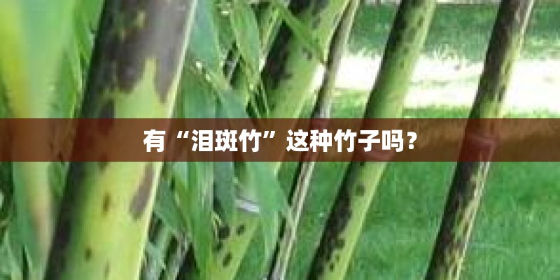 有“泪斑竹”这种竹子吗？