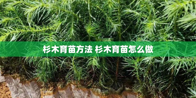杉木育苗方法 杉木育苗怎么做