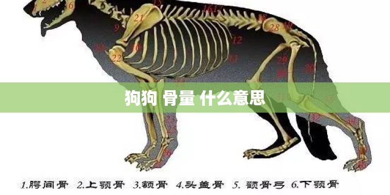 狗狗 骨量 什么意思