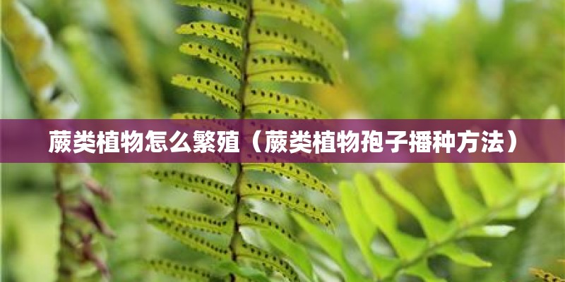 蕨类植物怎么繁殖（蕨类植物孢子播种方法）