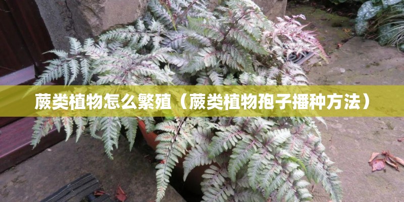 蕨类植物怎么繁殖（蕨类植物孢子播种方法）